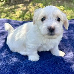 Foster - White male Coton de Tulear puppy in Mead, Oklahoma from Bar W Cotons