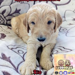 Rio - Cream female Goldendoodle puppy in Santa Cruz, California from Lu Doodles