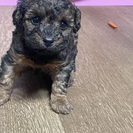 Apple STrudel - Chocolate female Goldendoodle puppy in Cherry Tree, Pennsylvania from Plum Creek Acres Next Generation