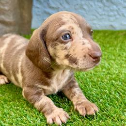 Joker - Dapple male Dachshund puppy in Orlando, Florida from Weiner Wunderland of Central Florida