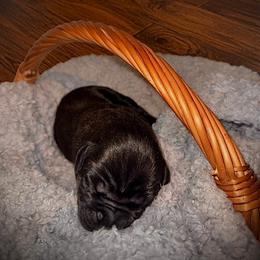 Girl 1 - Black female Cane Corso puppy in Colorado Springs, Colorado from Legacy Bloodline