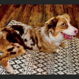 Lexa - Australian Shepherd