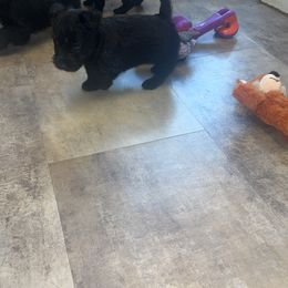 Pumpkin - Brindle male Scottish Terrier puppy in Mancelona, Michigan from Stefany Farm of Happiness