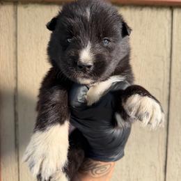 Girl 1 - Black and white female Siberian Husky puppy in Uhland, Texas from Siberian Huskies