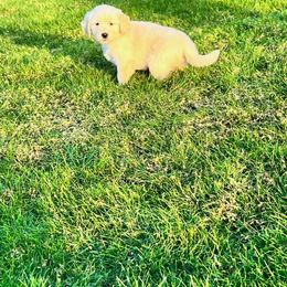 Golden Retriever and Labrador Retriever Puppies from Abels Envy Retrievers