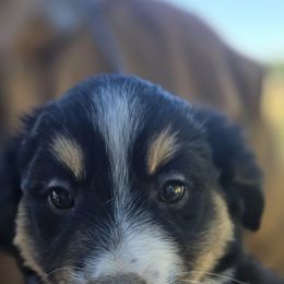 Miniature Australian Shepherd Puppies from D & L Mini Aussies