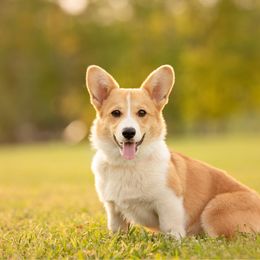 Ginger - Pembroke Welsh Corgi