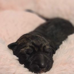 German Shepherd Puppies from Royalty German Shepherds