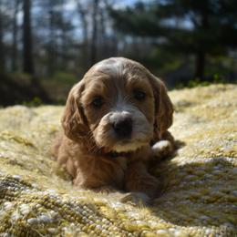 Aussiedoodle and Goldendoodle Puppies from Classic City Doodles
