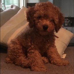 Cockapoo Puppies from Martin's Cockapoos