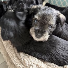Fritz - Salt and pepper male Miniature Schnauzer puppy in Prescott, Washington from Winona Schnauzers