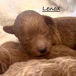 Lenox - Red  male Poodle puppy in Lake Ann, Michigan from Riyem Wildflower Farms