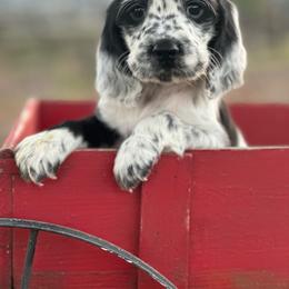 Porter - Black and white male English Springer Spaniel puppy in Winchester, Kentucky from Hidden Springs Farm