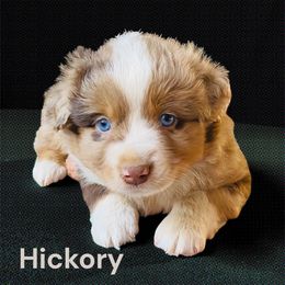 Hickory - Red merle male Miniature Australian Shepherd puppy in Mountainburg, Arkansas from Stonehill Aussies