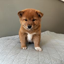 Copper - Red male Shiba Inu puppy in Monett, Missouri from Happy Tails Shiba Inus