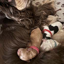 Cockapoo Puppies from Puppy Garden