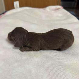 Forest - Chocolate and tan male Dachshund puppy in Camdenton, Missouri from Camden Line Dachshunds