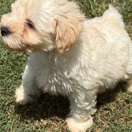 Maggie Mae - Wheaten female Miniature Schnauzer puppy in Groesbeck, Texas from Ranch 4M
