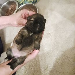 Shih Tzu Puppies from Peterson Shih Tzus