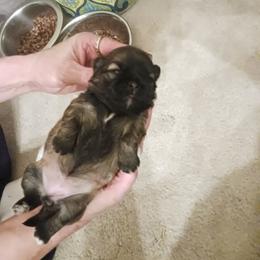 Shih Tzu Puppies from Peterson Shih Tzus
