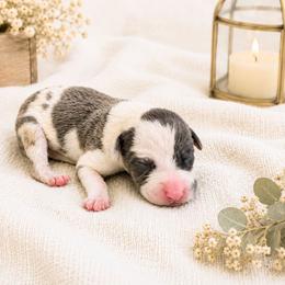 Legolas - Harlequin male Great Dane puppy in Citra, Florida from AEW Farm
