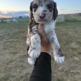 Pancake - Parti female Springerdoodle puppy in Clifton, Idaho from Little Mountain Springers, Springerdoodles & Poodles