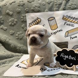 French Bulldog Puppies from Famiglia Frenchies