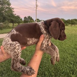 German Shorthaired Pointer All Grown Up from Doyle’s GSP