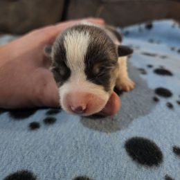 Anna - Blue female Pembroke Welsh Corgi puppy in Pilot Rock, Oregon from L2H Corgi's