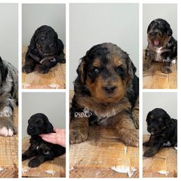 Assorted Doodle Crosses puppies from Brandi’s Southern Doodles & Poodles, LLC
