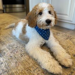 Goldendoodle All Grown Up from Goldendoodle AZ