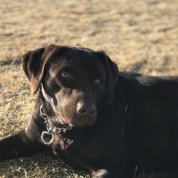 Labrador Retrievers and Poodles from Cody’s Sweet Water Kennels