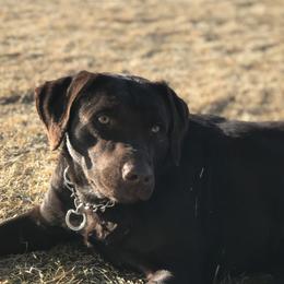 Labrador Retrievers and Poodles from Cody’s Sweet Water Kennels