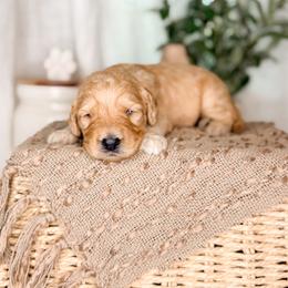Bandit - Apricot male Goldendoodle puppy in Ooltewah, Tennessee from Allison Family Doodles