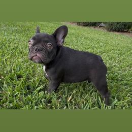 Hudson - Black male French Bulldog puppy in Porter, Texas from Whatabulldog