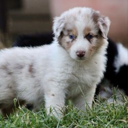 Maverick - Red merle male Australian Shepherd puppy in Ceres, California from Knight's Aussies