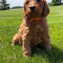 Orange - Apricot female Goldendoodle puppy in Rockford, Ohio from 419 Goldendoodles