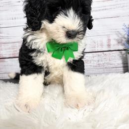 Romeo - Black and white male Sheepadoodle puppy in Nixa, Missouri from Davis Family Doodles