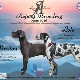 Great Dane puppies from Lazy A Danes