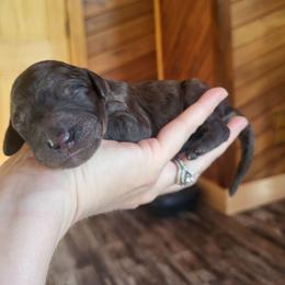 Red - Collar - Merle female Goldendoodle puppy in Fairmont, West Virginia from Mountainside Doodles, LLC