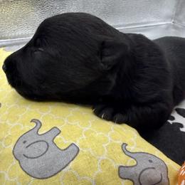 Orange Collar - Black male Scottish Terrier puppy in Fort Oglethorpe, Georgia from Moo's Scotties