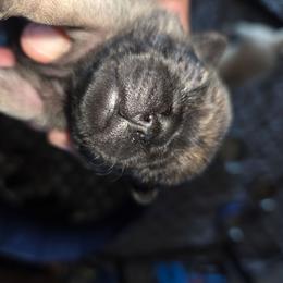 Honeybee - Fawn female Pug puppy in Madera, California from Hills Pugs