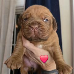 Maroon girl - Red female Dogue de Bordeaux puppy in Michigan from Boondocks Bordeaux