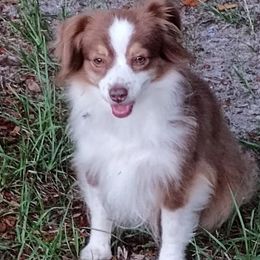 Toy Australian Shepherd puppies from Triple-s-kennel
