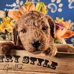 Angel - Red female Labradoodle puppy in Peyton, Colorado from Grace N Faith Doodles