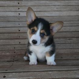 Maisie - Black and tan female Pembroke Welsh Corgi puppy in Anton, Texas from X Bar's Lil Legs of Texas
