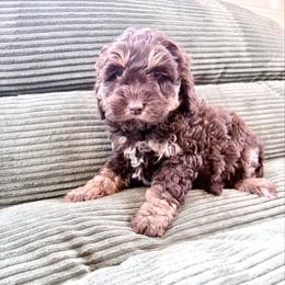 Girl 2 - female Newfypoo puppy in Bloomfield, Iowa from Schooley Doodles