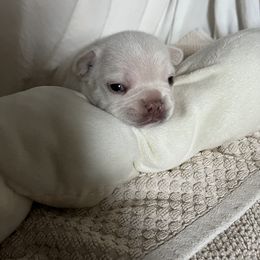 French Bulldog Puppies from Stuudmuffinfrenchies
