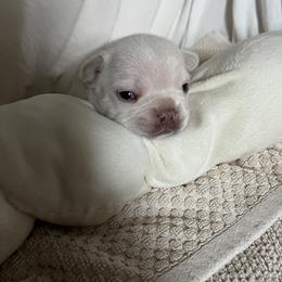 French Bulldog Puppies from Stuudmuffinfrenchies