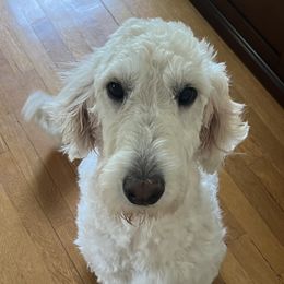 Macie - Goldendoodle